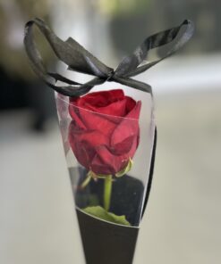Single red rose
